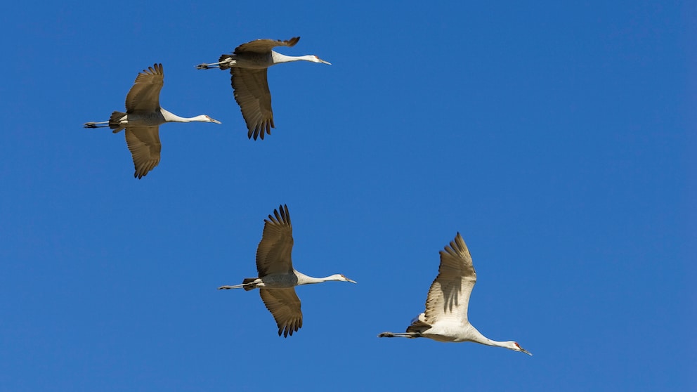 Cranes fly