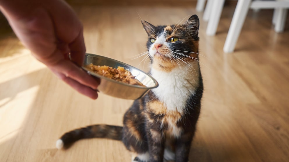 Human puts food bowl down in front of cat