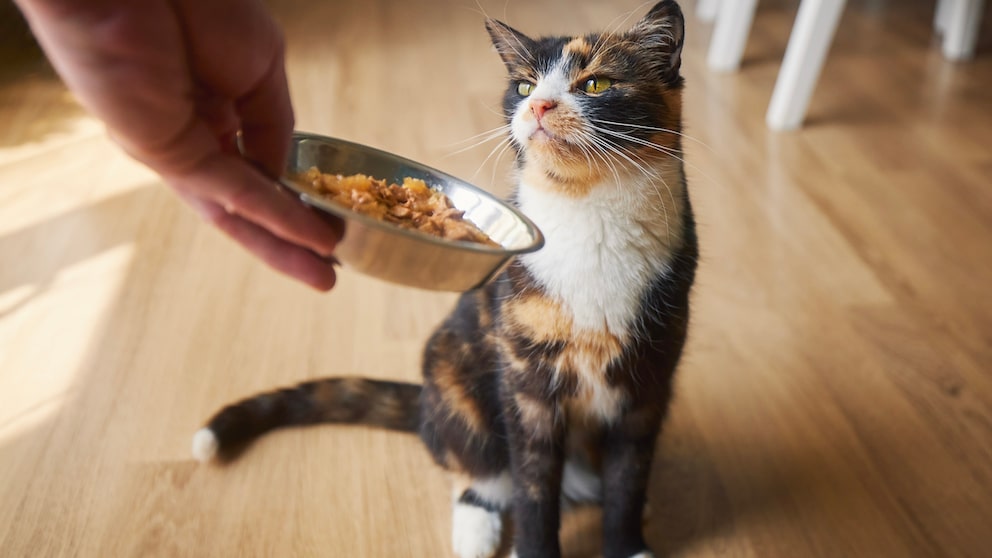 Human puts food bowl down in front of cat