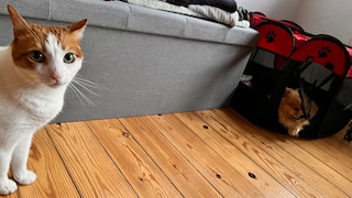 Yumi retreated straight into her dog tent after making her Euro 2024 prediction, while Remo doesn't see what the issue is