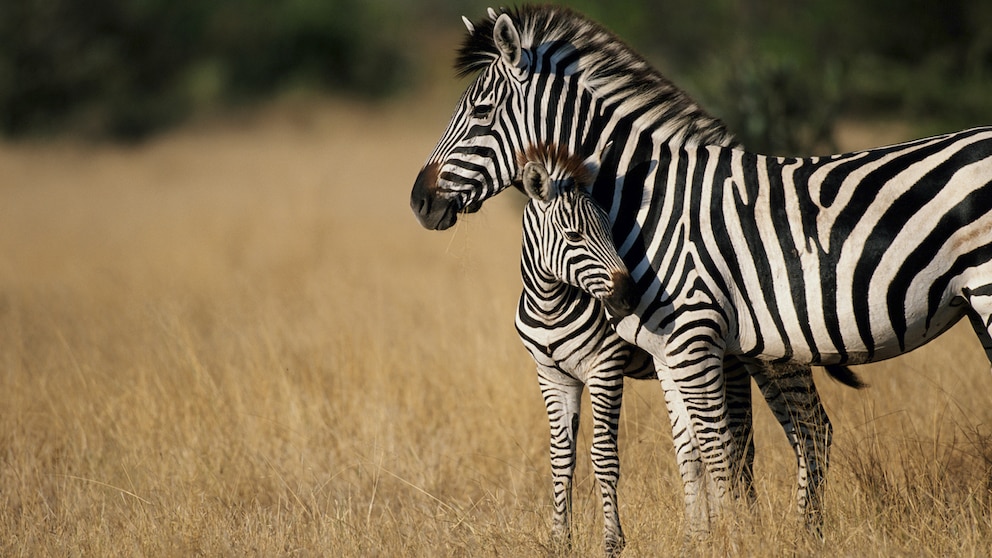 A zebra with its foal in the savannah