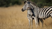 A zebra with its foal in the savannah