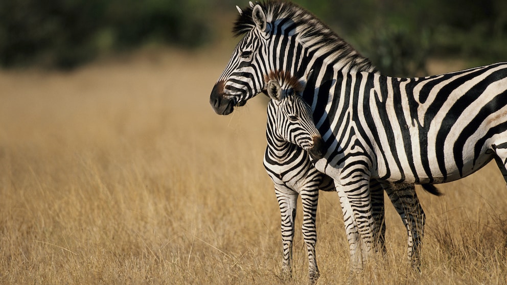 A zebra with its foal in the savannah