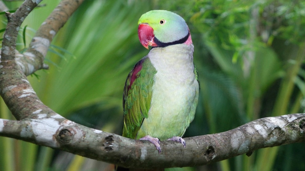 Alexandrine Parakeet (Psittacula eupatria), perched on a branch