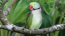 Alexandrine Parakeet (Psittacula eupatria), perched on a branch