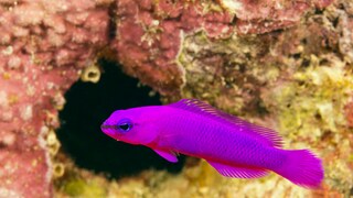 A Fridman's dottyback swims in a reef
