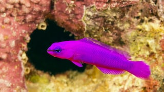 A Fridman's dottyback swims in a reef