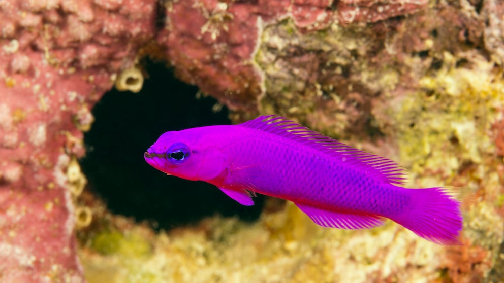 A Fridman's dottyback swims in a reef