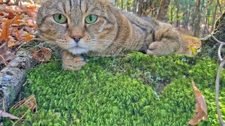 A Highlander cat in the forest