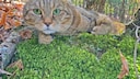 A Highlander cat in the forest