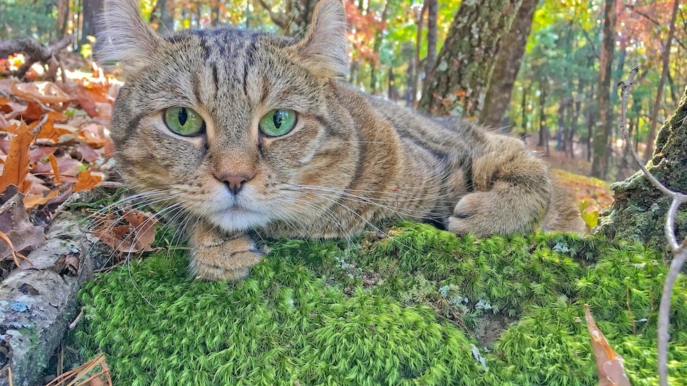 A Highlander cat in the forest