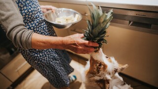 Dogs eat pineapple
