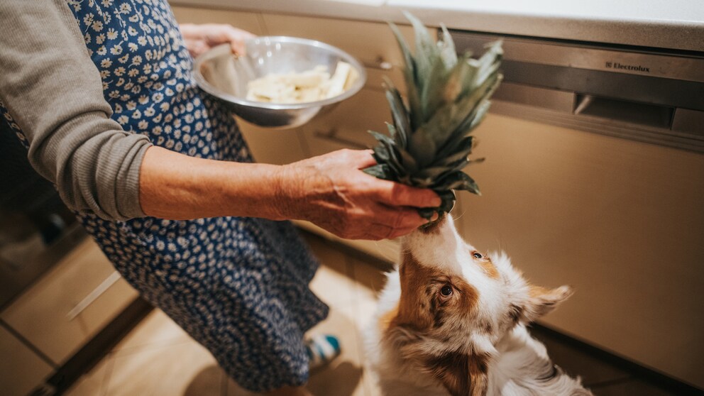 Dogs eat pineapple