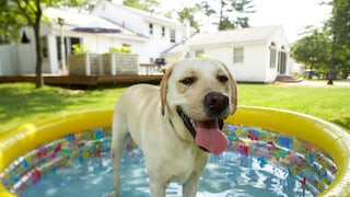 Keeping your dog occupied in the heat