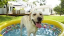 Keeping your dog occupied in the heat