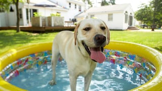 Keeping your dog occupied in the heat