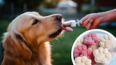 Dog licks homemade ice cream