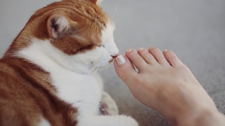 A cat licks the bare feet of a woman