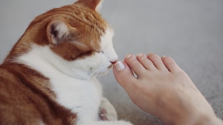 A cat licks the bare feet of a woman