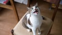 Cat sits on chair and meows