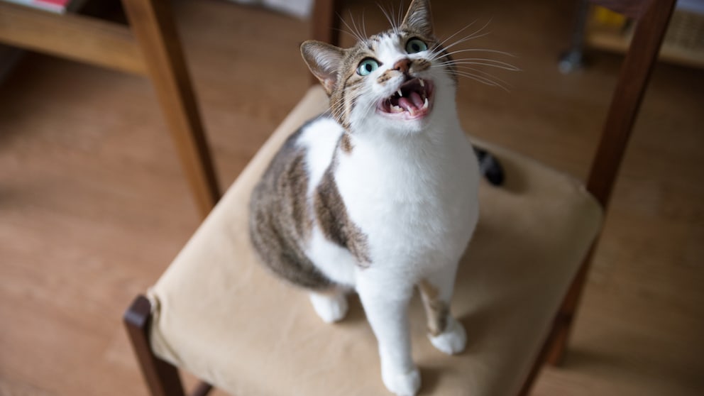 Cat sits on chair and meows