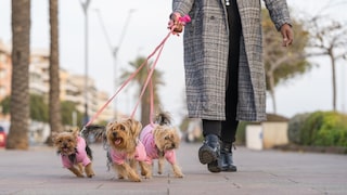 Woman walking with three Yorkshire terriers on the sidewalk