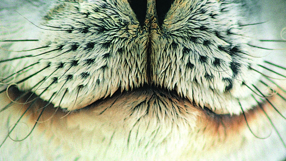 Close-Up of a Seal