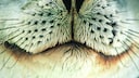 Close-Up of a Seal