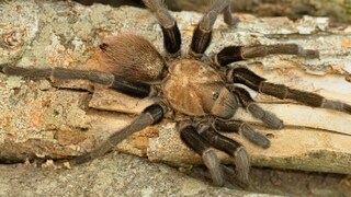 A brown Texas tarantula on a dead branch