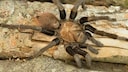 A brown Texas tarantula on a dead branch