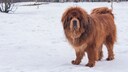 Tibetan Mastiff