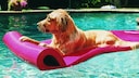 Golden Retriever on an air mattress in the pool