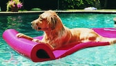 Golden Retriever on an air mattress in the pool