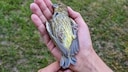 Girl holding a dead bird in her hands