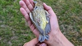 Girl holding a dead bird in her hands