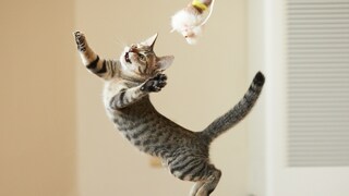 Cat jumps for a toy fishing rod