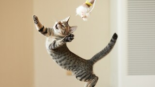 Cat jumps for a toy fishing rod