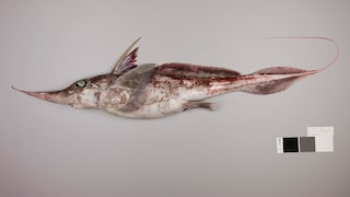 Ghost shark (Chimaera)