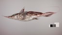 Ghost shark (Chimaera)