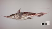 Ghost shark (Chimaera)