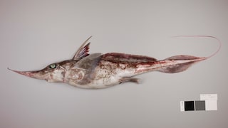 Ghost shark (Chimaera)