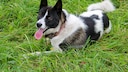 The Karelian Bear Dog is a Finnish breed that was originally bred in the region of Karelia, which lies between Finland and Russia.