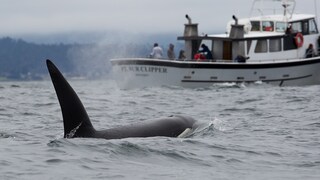 orcas are becoming increasingly unsuccessful at hunting due to the noise of the sea.