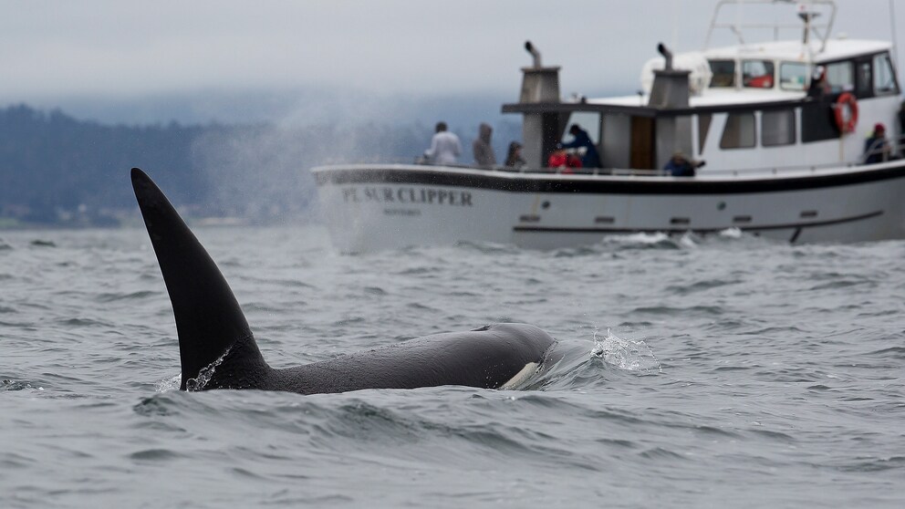 orcas are becoming increasingly unsuccessful at hunting due to the noise of the sea.