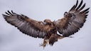 In the past, larger eagles were hunted because there was an unfounded fear that they might take children with them