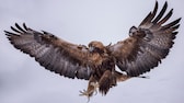 In the past, larger eagles were hunted because there was an unfounded fear that they might take children with them