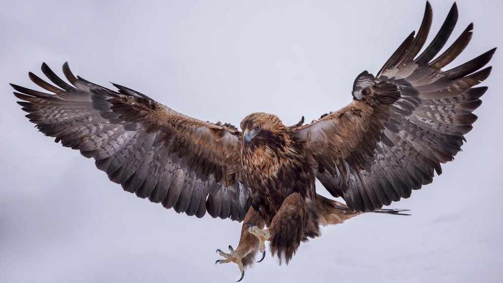 In the past, larger eagles were hunted because there was an unfounded fear that they might take children with them