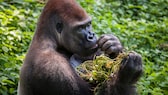 Many ape species - such as gorillas - are apparently aware of the healing properties of some plants