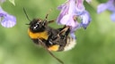 Buff-tailed bumblebee (Bombus terrestris) on a flower