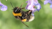 Buff-tailed bumblebee (Bombus terrestris) on a flower